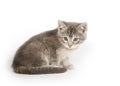 Gray kitten resting Royalty Free Stock Photo