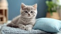 Gray Kitten Resting on a Blue Pillow Royalty Free Stock Photo