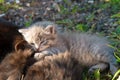 Gray kitten resting lying on a cat Royalty Free Stock Photo