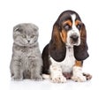 Gray kitten sitting with basset hound puppy. isolated on white Royalty Free Stock Photo