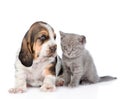 Gray kitten sitting with basset hound puppy. on white b Royalty Free Stock Photo