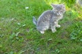 Gray kitten is sitting on the grass. he was scared of someone Royalty Free Stock Photo