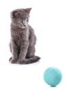 Gray kitten sitting and looking at blue tangle. on a white background