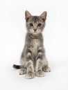 Gray kitten sitting on white background Royalty Free Stock Photo