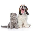 Gray kitten sitting with yawning Cocker Spaniel puppy. isolated Royalty Free Stock Photo