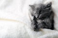 Gray kitten sleep on white color blanket. Grey cat kid animal with paws relax doze nap on bed with copy space. Small kitten on