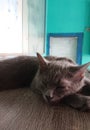 Adorable Gray kitten sleeping taken from closeup