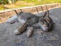 A gray kitten is sleeping during the day. Front view. Royalty Free Stock Photo