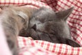 Gray kitten sleeping sweetly on back, stretched out paw