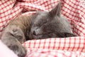 Gray kitten sleeping sweetly on back, stretched out paw Royalty Free Stock Photo