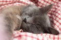 Gray kitten sleeping sweetly on back, stretched out paw Royalty Free Stock Photo