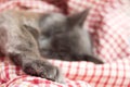 Gray kitten sleeping sweetly on back, stretched out paw Royalty Free Stock Photo