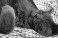 Gray kitten sleeping sweetly on back, twisting paw Royalty Free Stock Photo