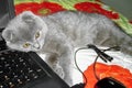 A gray kitten sleeps next to a laptop. Kitten and laptop. Scottish Fold kitten.