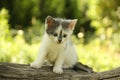 Gray kitten standing on the tree stump Royalty Free Stock Photo