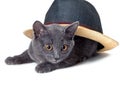 Gray kitten under the hat