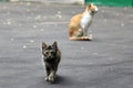 Gray kitten walking on thÃÆ street. His mother cat at background