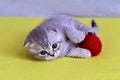 A gray kitten with white paws and a white chest is playing with a red ball Royalty Free Stock Photo