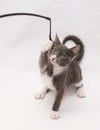 Gray kitten with white spots and yellow eyes clings toy