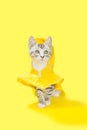 GRay kitten yellow rain coat