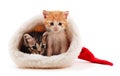 Gray kittens in Christmas hat Royalty Free Stock Photo