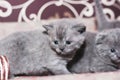 Gray kittens on the couch. Felis catus. Cat close up Royalty Free Stock Photo