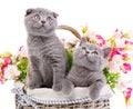 Scottish straight and scottish fold kittens. Two cat in a basket with flowers. Royalty Free Stock Photo
