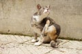 Gray kitty paw scratching fleas on the street Royalty Free Stock Photo