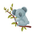 Gray koala on a branch. Vector illustration on white background.