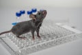 A gray laboratory mouse with an immunological plate, a syringe and vials. Concept - testing of drugs, vaccines