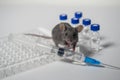 A gray laboratory mouse with an immunological plate, a syringe and vials. Concept - testing of drugs, vaccines