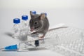 A gray laboratory mouse with an immunological plate, a syringe and vials. Concept - testing of drugs, vaccines