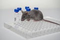 A gray laboratory mouse with an immunological plate and vials.