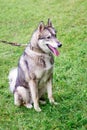 Gray laika husky is sitting on green grass. Liaika on the leas Royalty Free Stock Photo