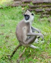 Gray langur Royalty Free Stock Photo