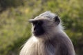 Gray langur