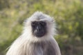 Gray langur