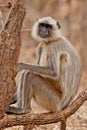 Gray Langur