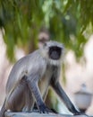 Gray langur, also called Hanuman langur and Hanuman monkey observed in Bera in Rajasthan Royalty Free Stock Photo