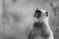 A gray langur, also known as the Hanuman langur (Semnopithecus entellus). Royalty Free Stock Photo