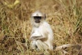 Gray Langur Baby