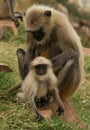 Gray langur