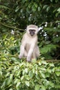 Gray langur blablabla blablabla blablabla Royalty Free Stock Photo