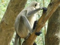 Gray langur close up , indian monkey, black face monkey, face close up Royalty Free Stock Photo