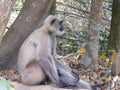 Gray langur close up , indian monkey, black face monkey, face close up Royalty Free Stock Photo