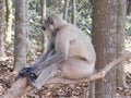Gray langur close up , indian monkey, black face monkey, face close up Royalty Free Stock Photo