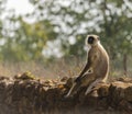 Gray langur, facing camera Royalty Free Stock Photo