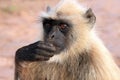 Gray Langur Feeding Royalty Free Stock Photo