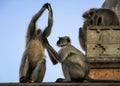 Gray langur or Hanuman langur delousing at Monkey Temple or Galtaji, Jaipur, Rajasthan, India