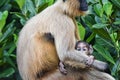 Gray langur or Hanuman Langur